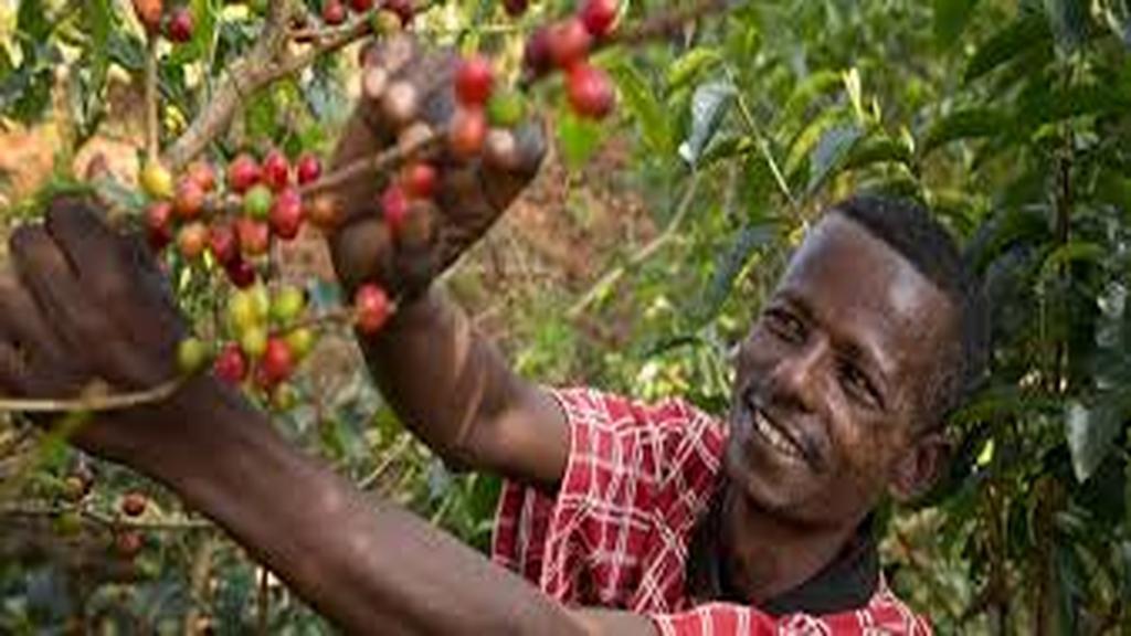 Oromia has introduced a new 5% levy on each Kg of coffee bought for export